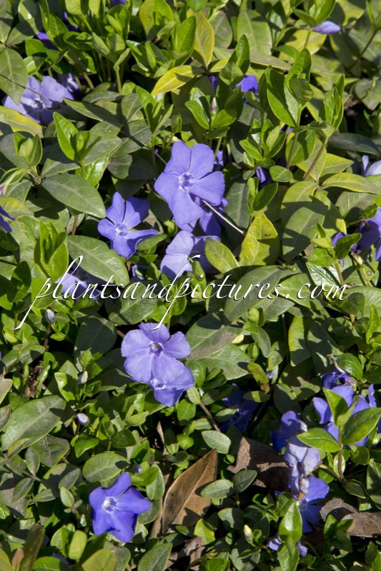 Vinca minor ‘Bowles’s Variety’
