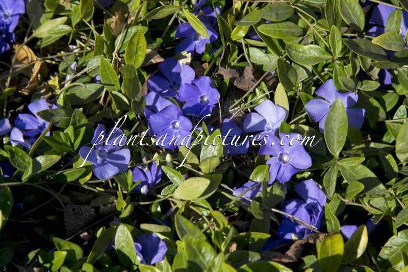 Vinca minor ‘Anna’