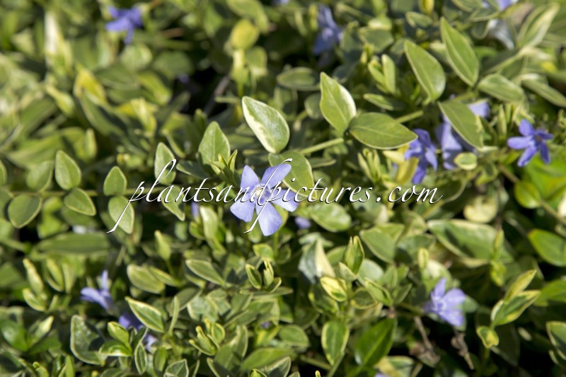 Vinca minor ‘Argenteovariegata’