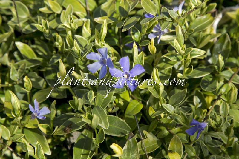 Vinca minor ‘Argenteovariegata’