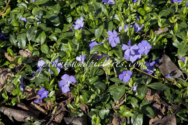 Vinca minor ‘Flower Power’