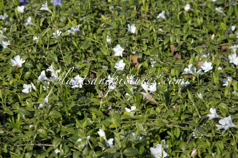 Vinca minor ‘Alba’