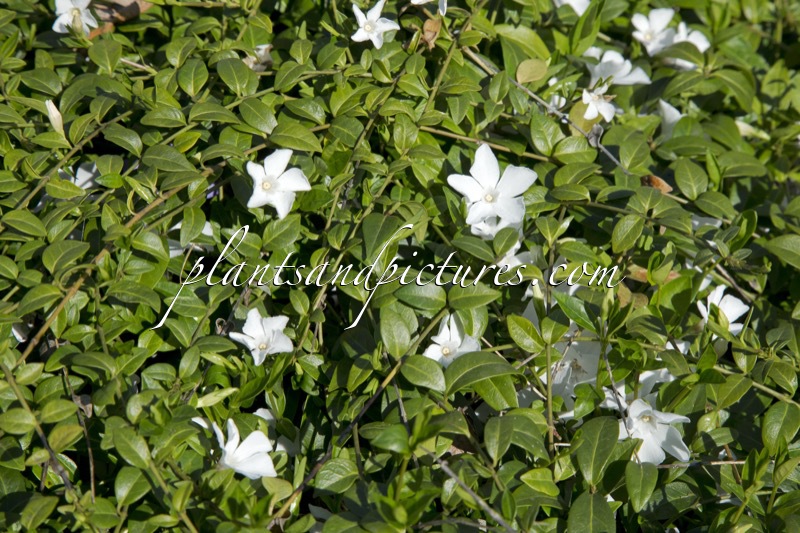 Vinca minor ‘Alba’