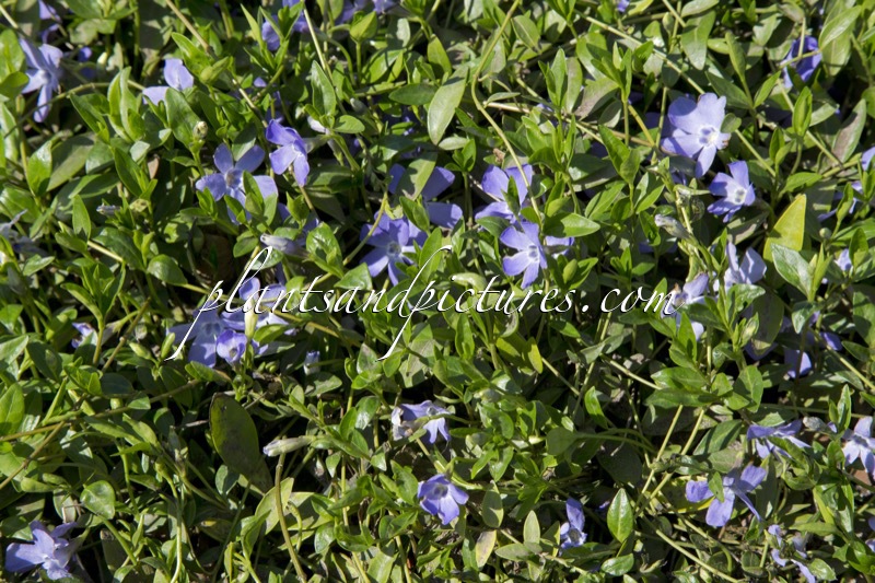 Vinca minor ‘Josefine’
