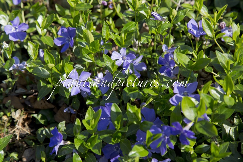 Vinca minor ‘Bowles’s Cunningham’