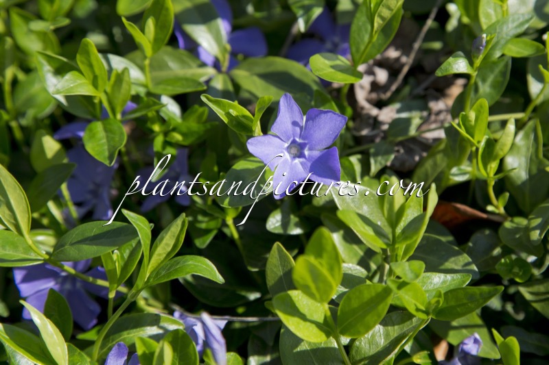 Vinca minor ‘Bowles’s Cunningham’