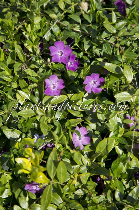 Vinca minor ‘Atropurpurea’