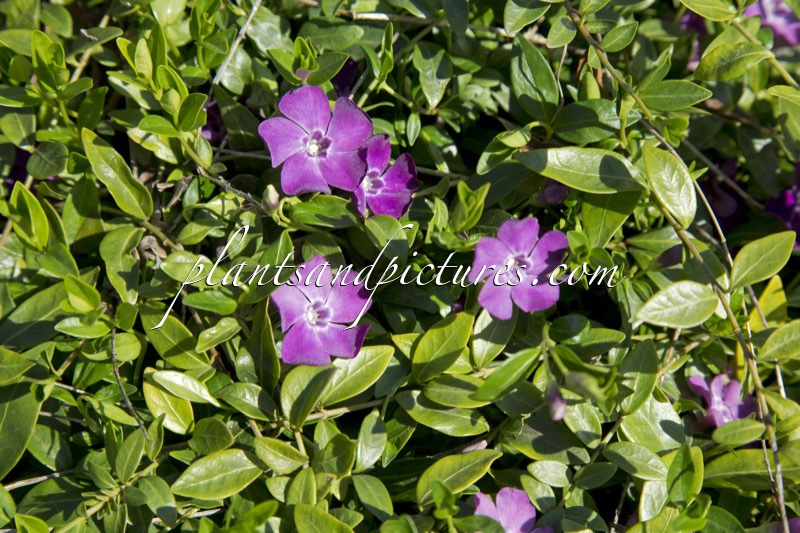 Vinca minor ‘Atropurpurea’