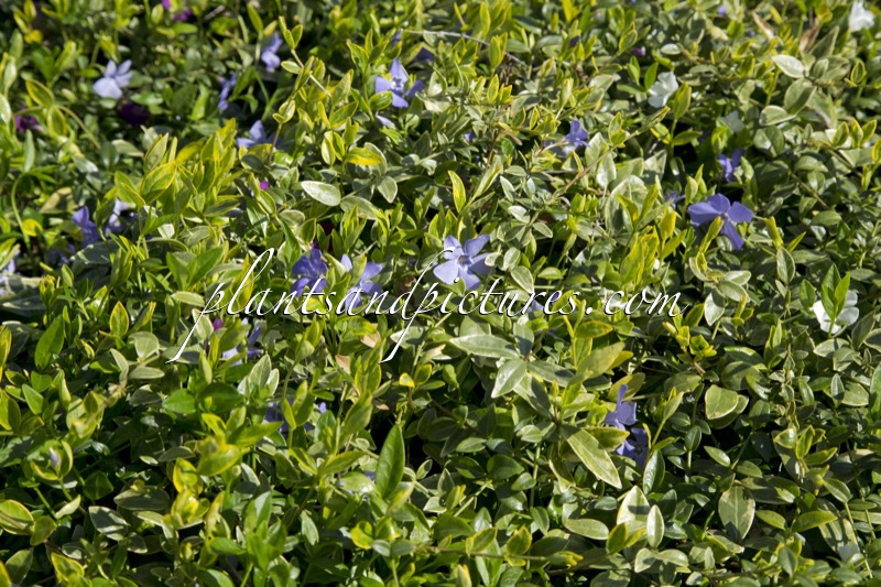 Vinca minor ‘Aureovariegata’