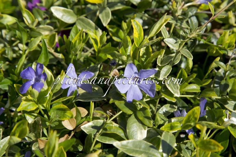 Vinca minor ‘Aureovariegata’