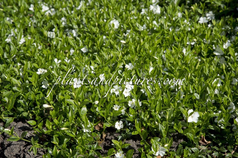 Vinca minor ‘Elisa’