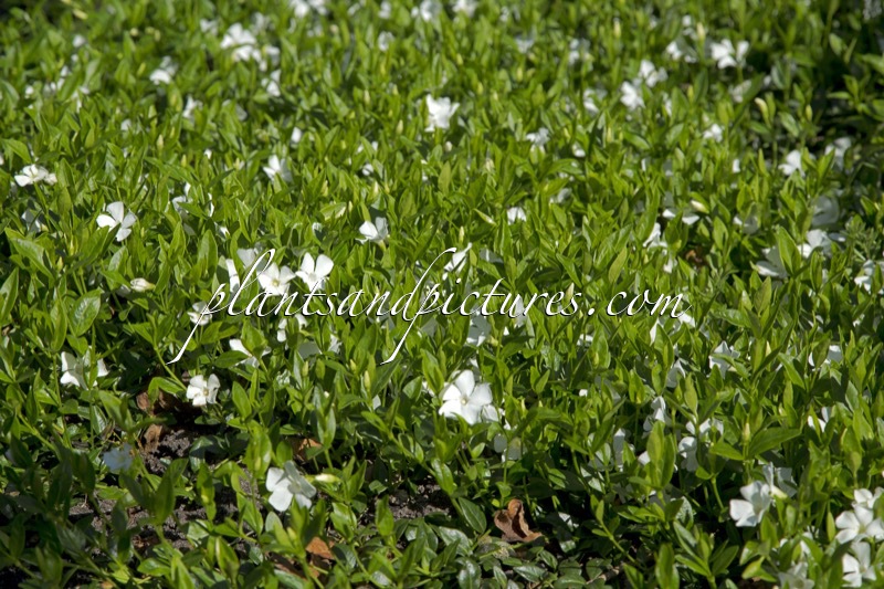 Vinca minor ‘Elisa’