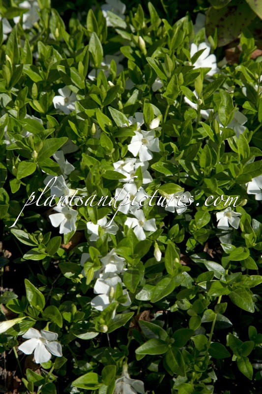Vinca minor ‘Elisa’