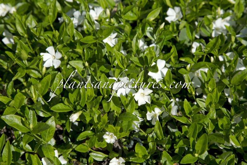 Vinca minor ‘Elisa’