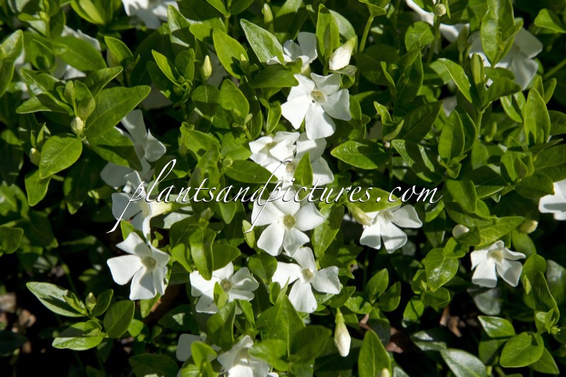 Vinca minor ‘Elisa’