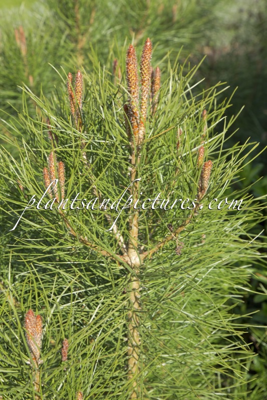Pinus pinea