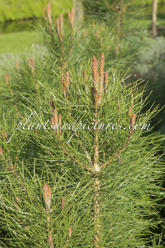 Pinus pinea