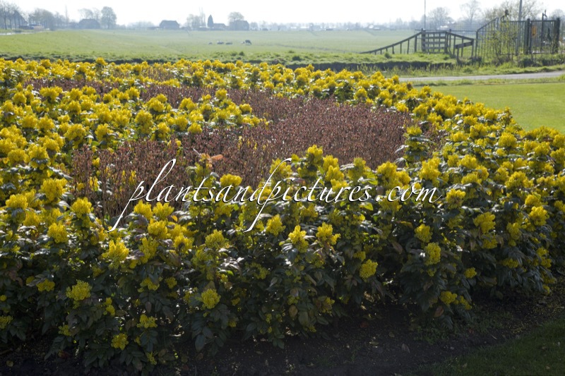 Mahonia ‘Bokrafoot’ (BLACKFOOT)