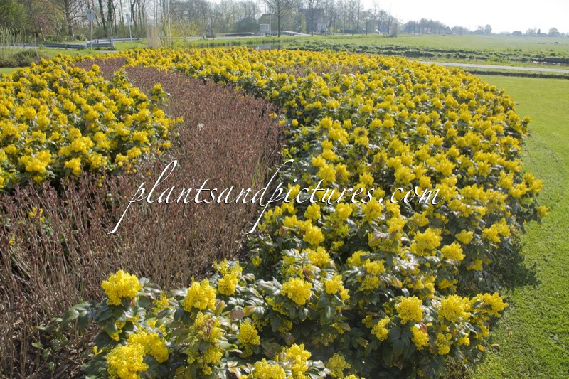 Mahonia ‘Bokrafoot’ (BLACKFOOT)