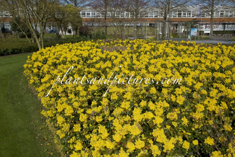 Mahonia ‘Bokrafoot’ (BLACKFOOT)