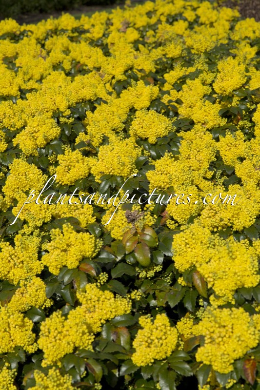 Mahonia ‘Bokrafoot’ (BLACKFOOT)