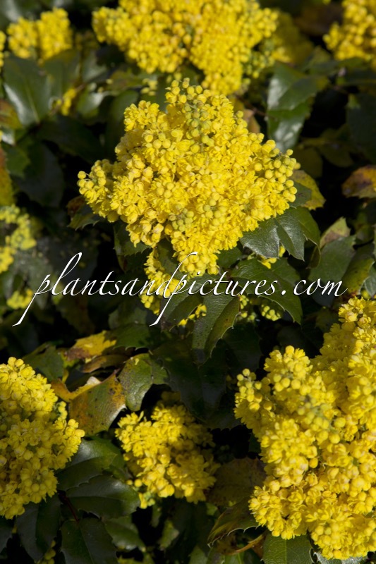 Mahonia ‘Bokrafoot’ (BLACKFOOT)