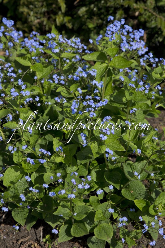 Brunnera macrophylla