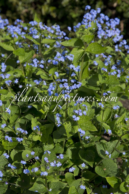 Brunnera macrophylla