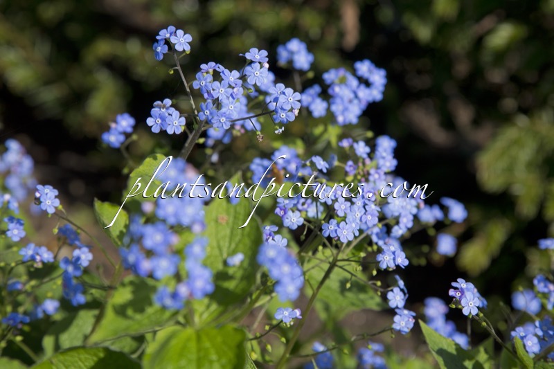 Brunnera macrophylla