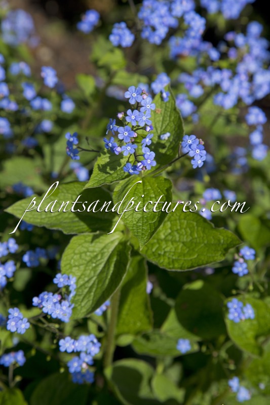 Brunnera macrophylla