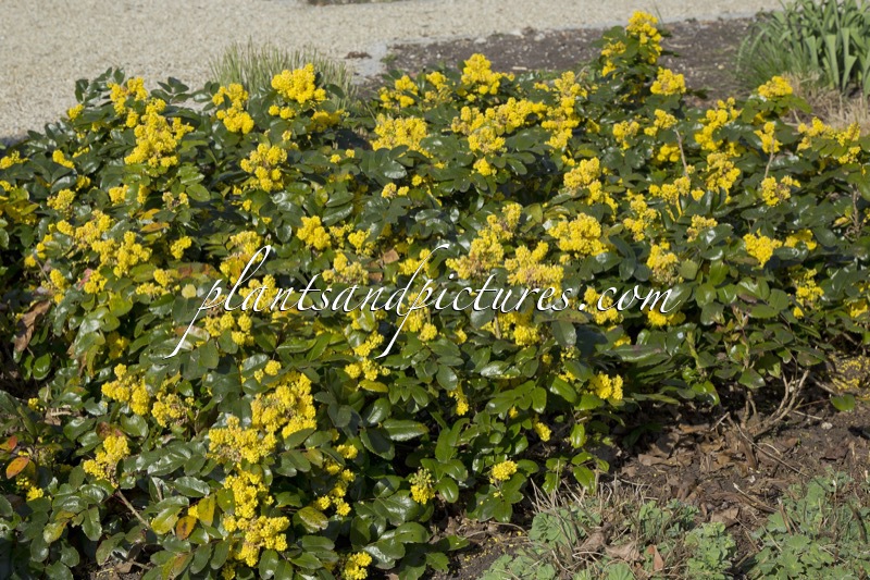 Mahonia ‘Bokrarond’ (ROTONDE)