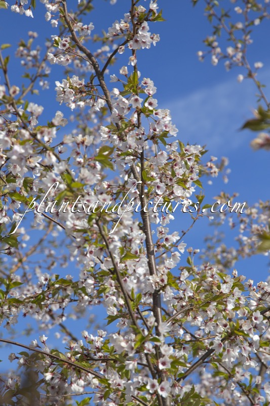 Prunus nipponica ‘Felice’