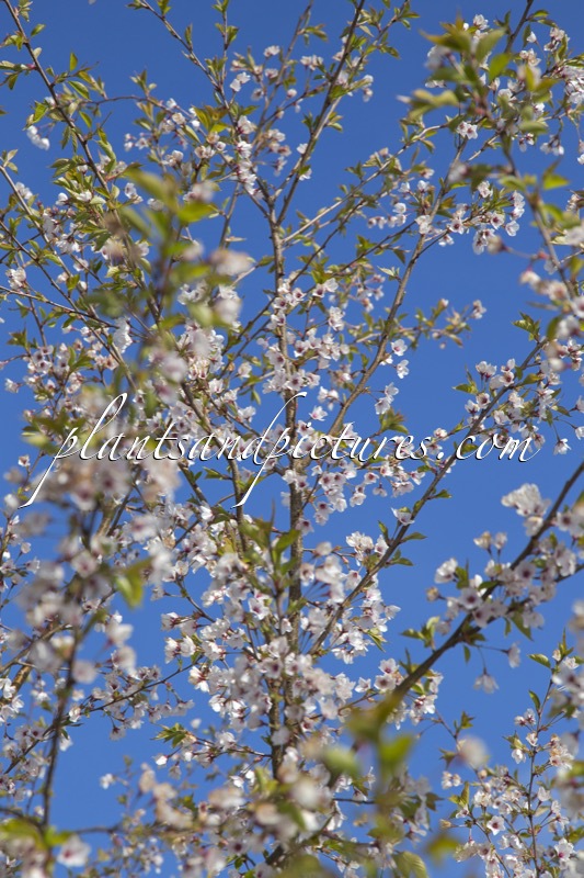 Prunus nipponica ‘Felice’