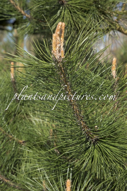 Pinus nigra subsp. nigra