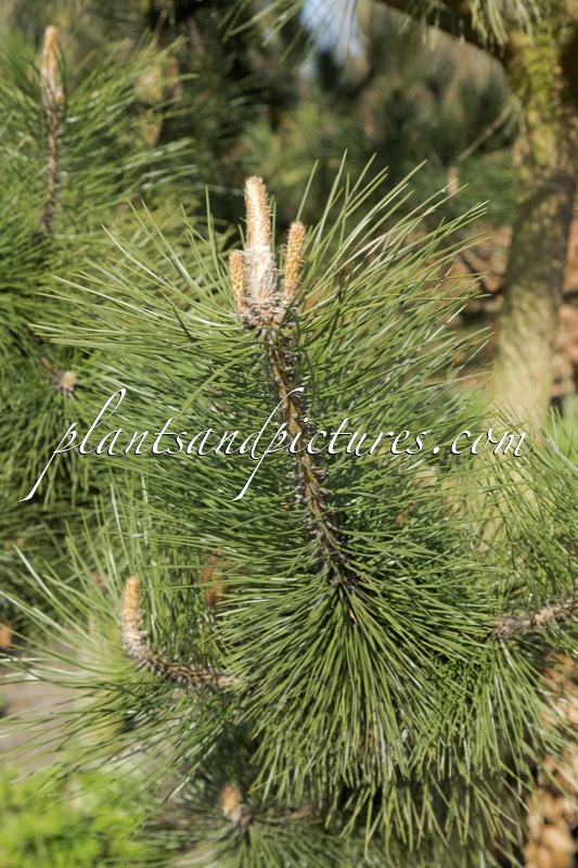 Pinus nigra subsp. nigra