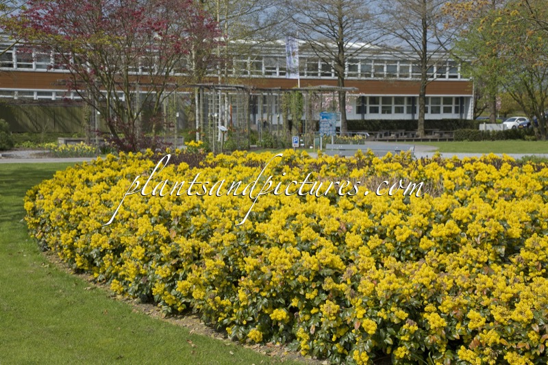 Mahonia ‘Bokrafoot’ (BLACKFOOT)