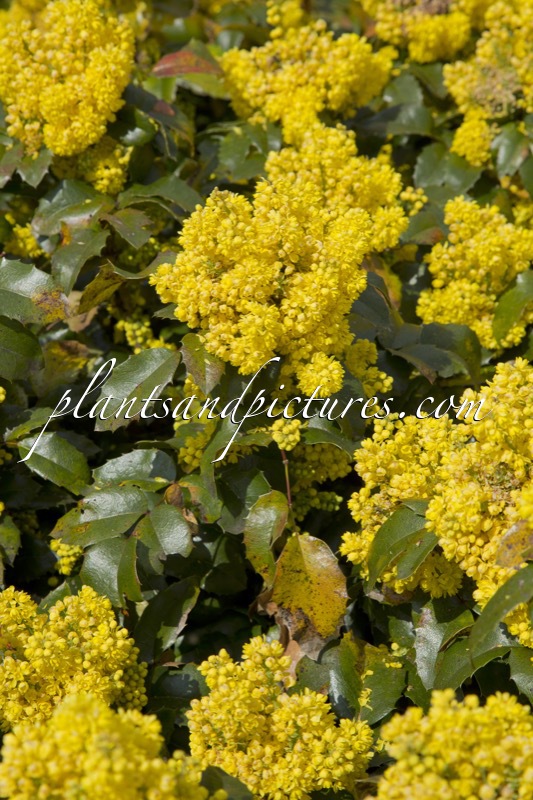 Mahonia ‘Bokrafoot’ (BLACKFOOT)