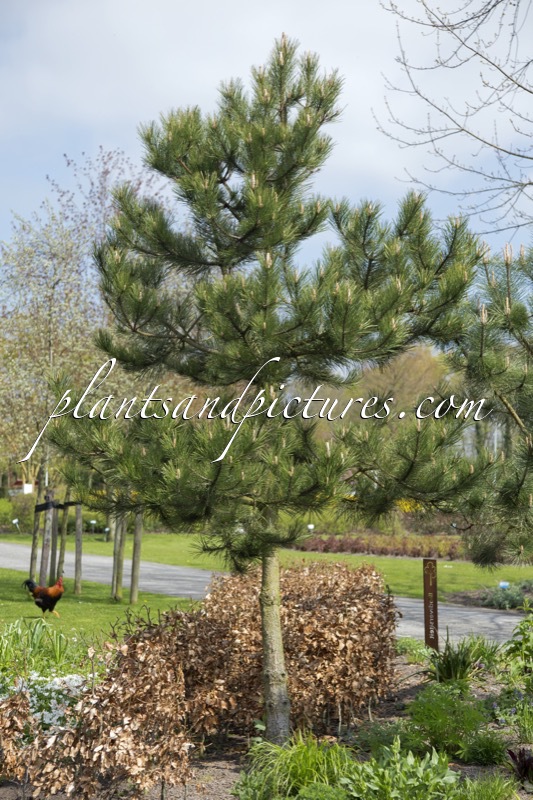 Pinus nigra subsp. nigra