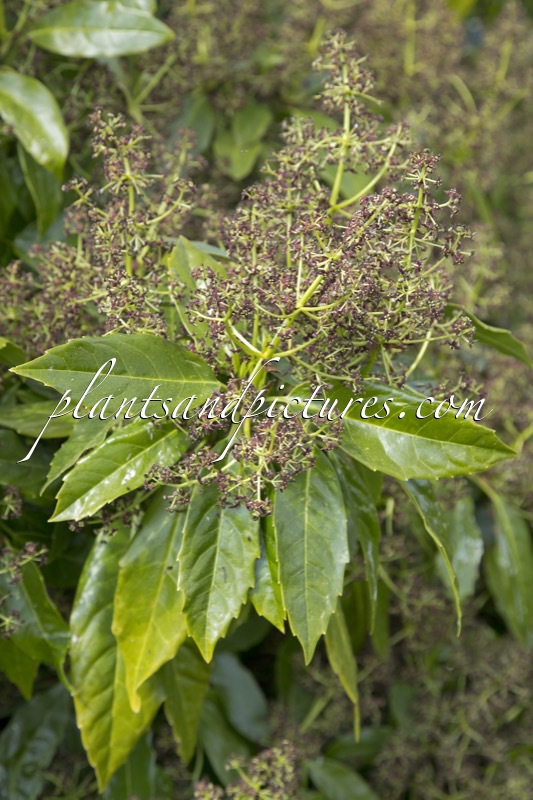 Aucuba japonica ‘Longifolia’