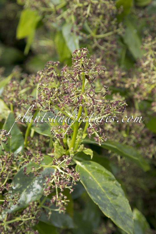 Aucuba japonica ‘Longifolia’