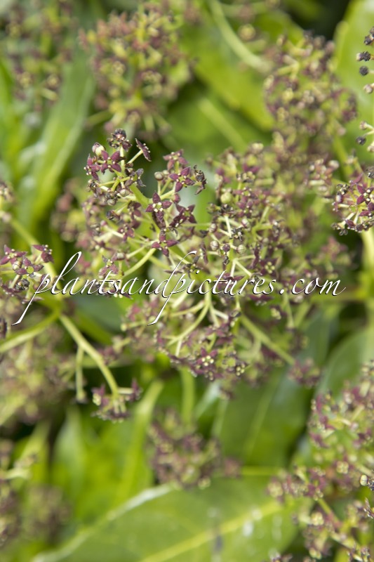 Aucuba japonica ‘Longifolia’