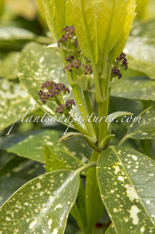 Aucuba japonica ‘Variegata’