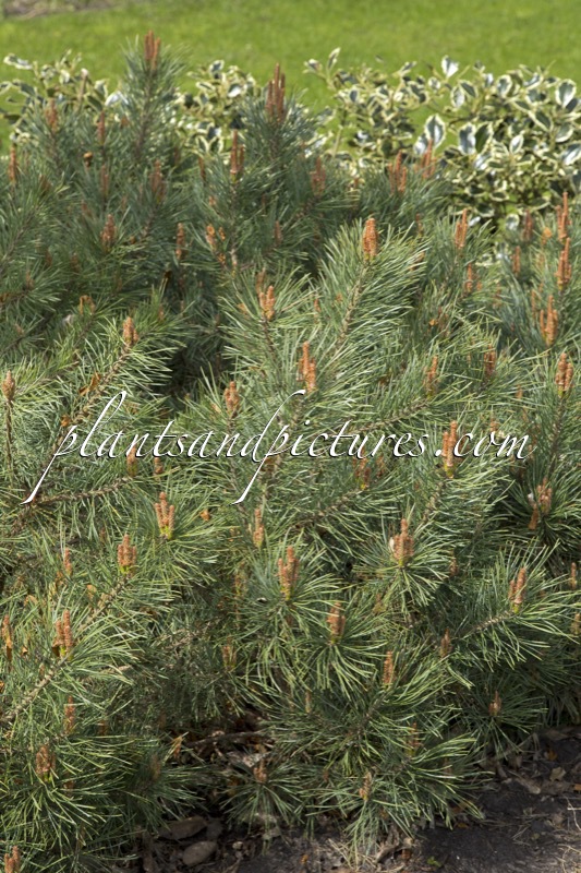 Pinus sylvestris ‘Watereri’