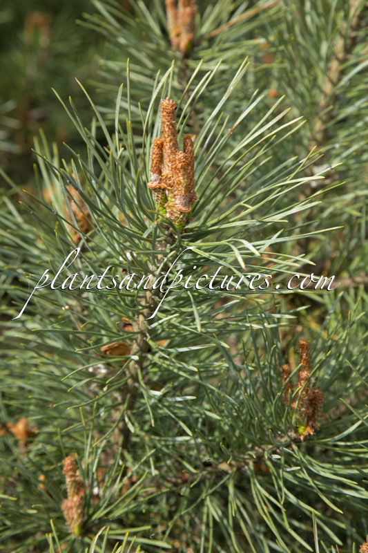 Pinus sylvestris ‘Watereri’