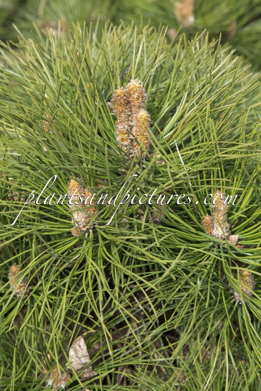 Pinus nigra ‘Nana’