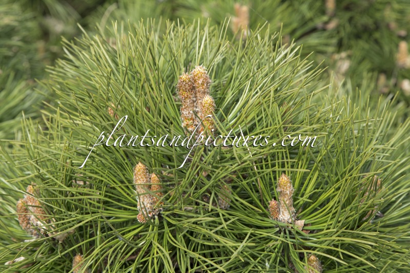 Pinus nigra ‘Nana’