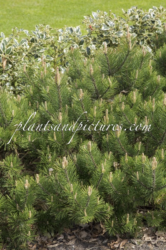 Pinus mugo ‘Gnom’
