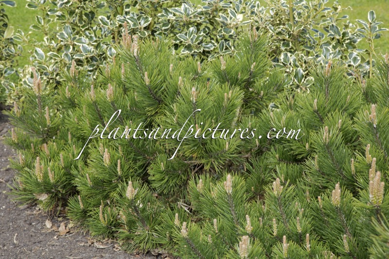 Pinus mugo ‘Gnom’