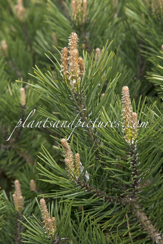 Pinus mugo ‘Gnom’