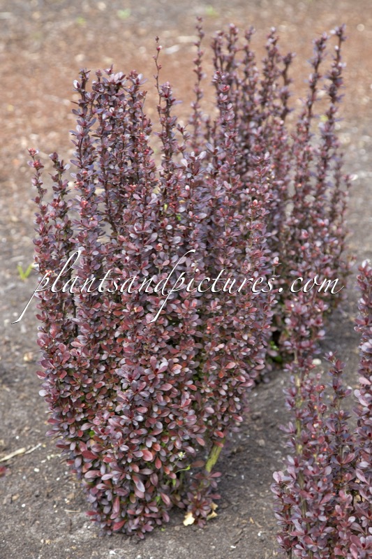 Berberis thunbergii ‘Helmond Pillar’